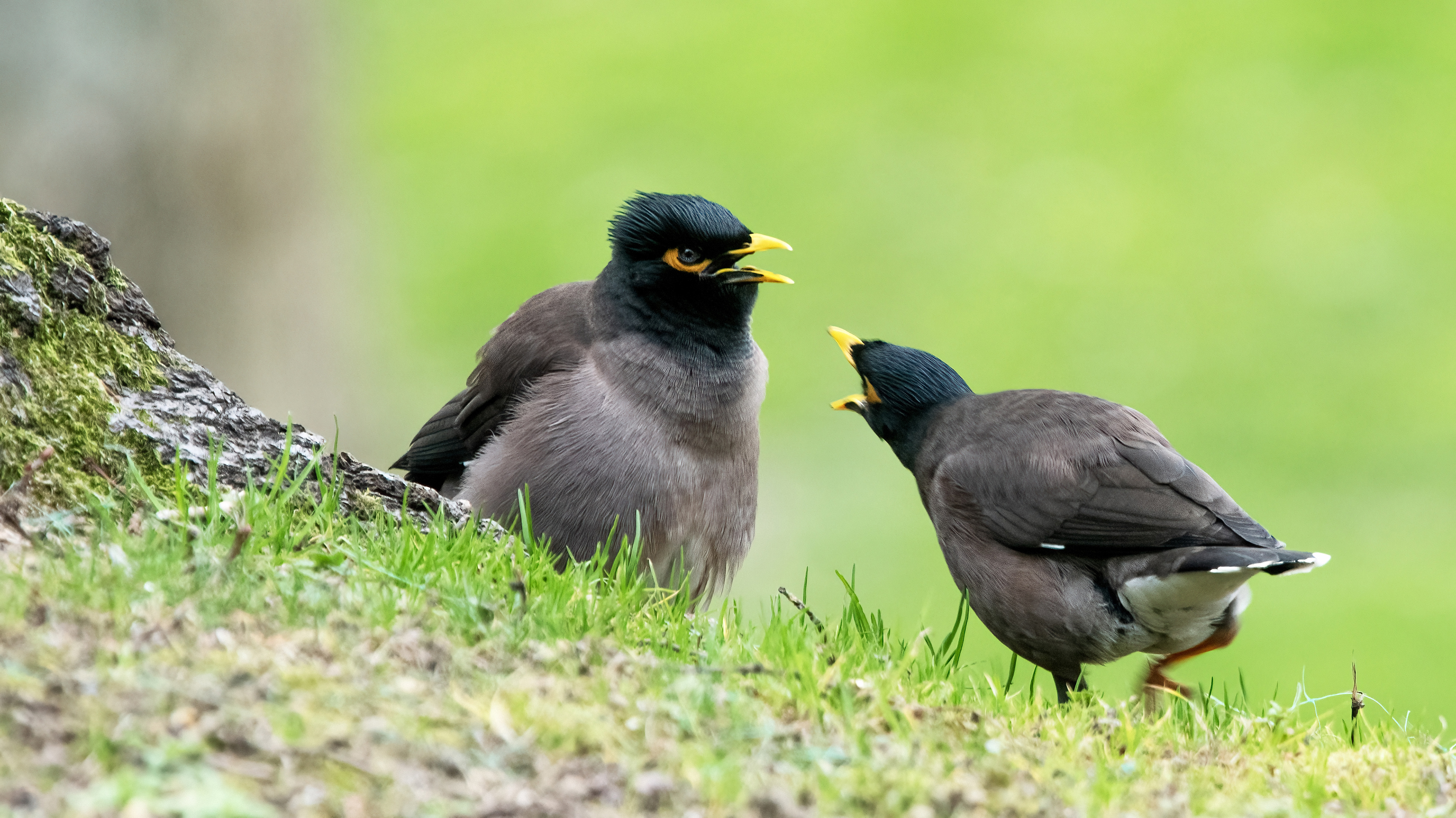 Common Myna
